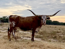 TEXAS DYNA BW 68/7