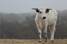 2017 Magic Christie Heifer