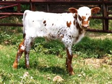 Liberty Bull