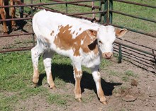 Victory Blue bull calf